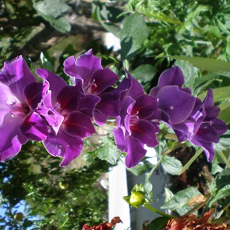 Apartment Panoramic Sunset Kothreas